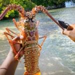 Lobster Fishing in Zanzibar