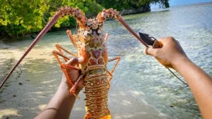Lobster Fishing in Zanzibar