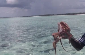Octopus Hunting in Zanzibar